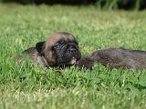 BOULEDOGUE FRANCAIS 1322